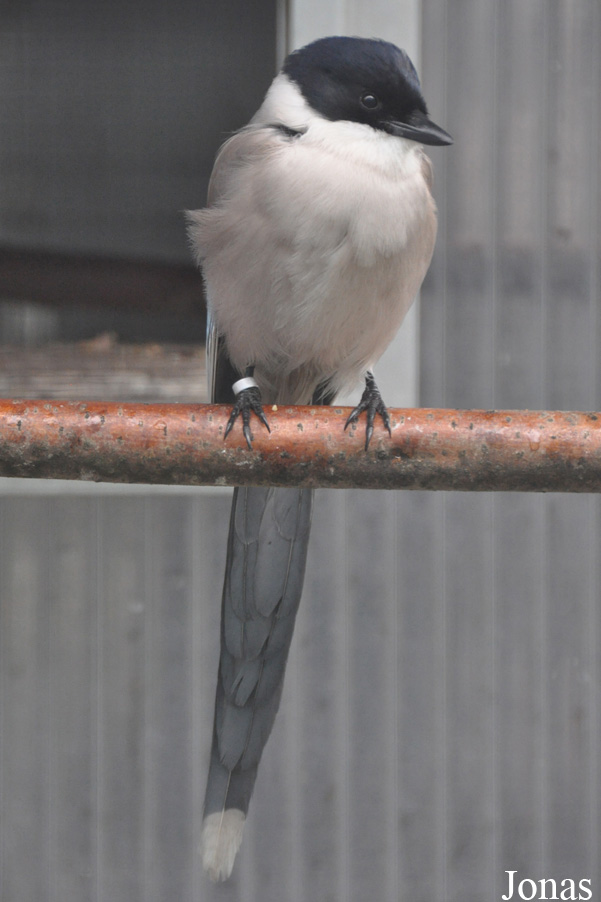 Cyanopica cyanus