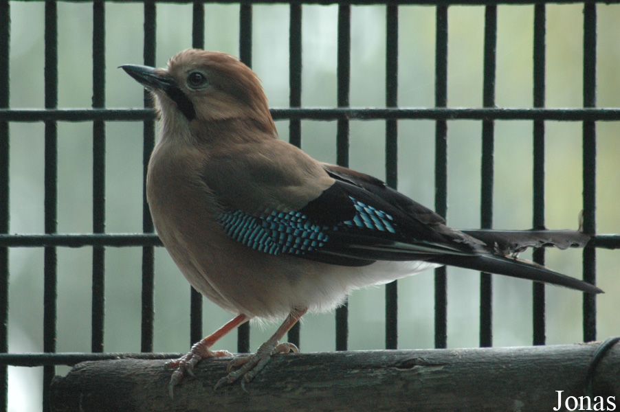 Garrulus glandarius
