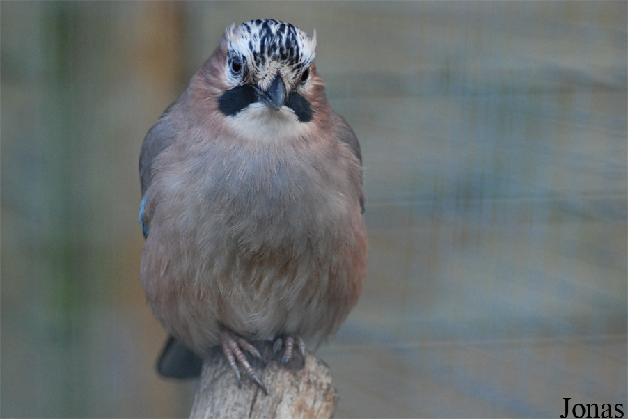 Garrulus glandarius glandarius