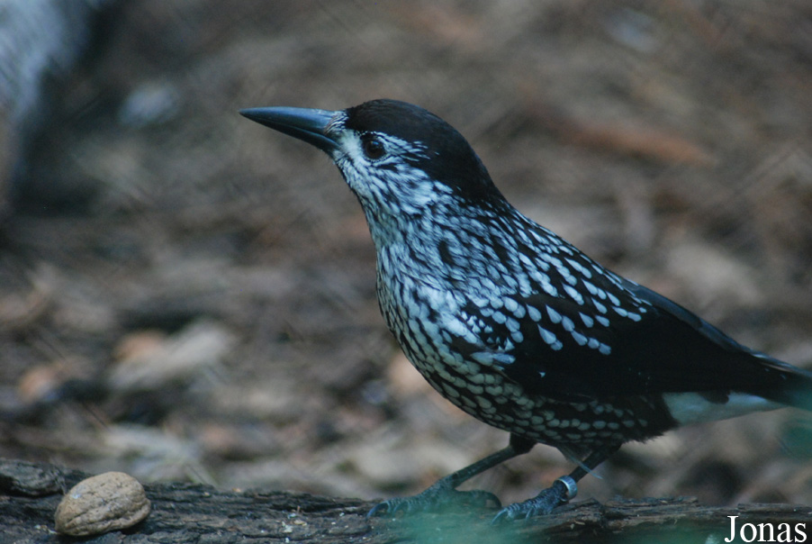 Nucifraga caryocatactes