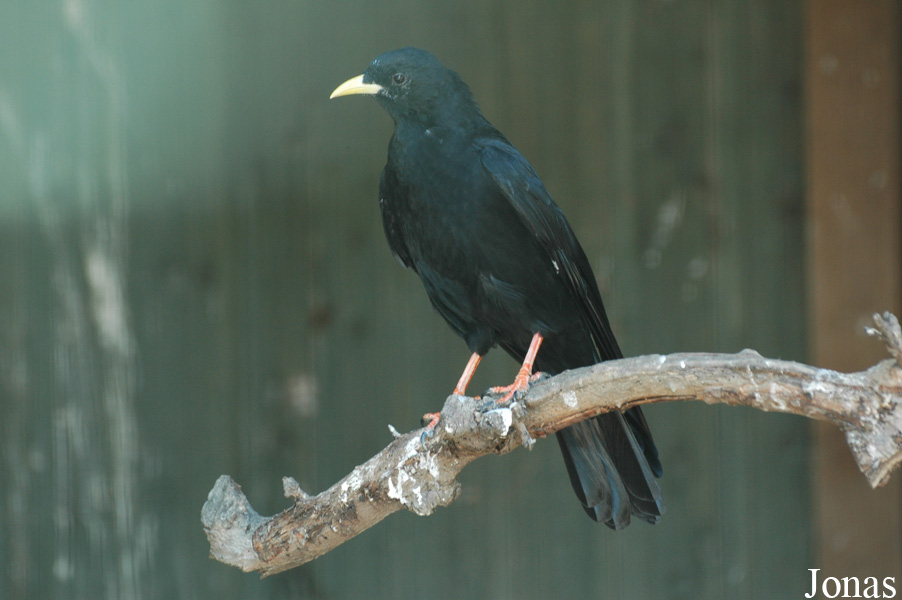 Pyrrhocorax graculus