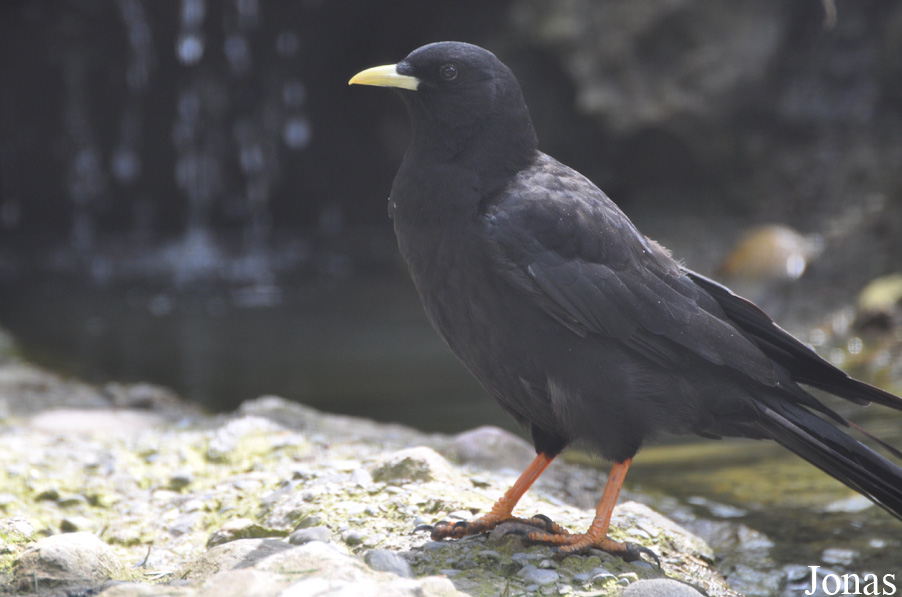 Pyrrhocorax graculus