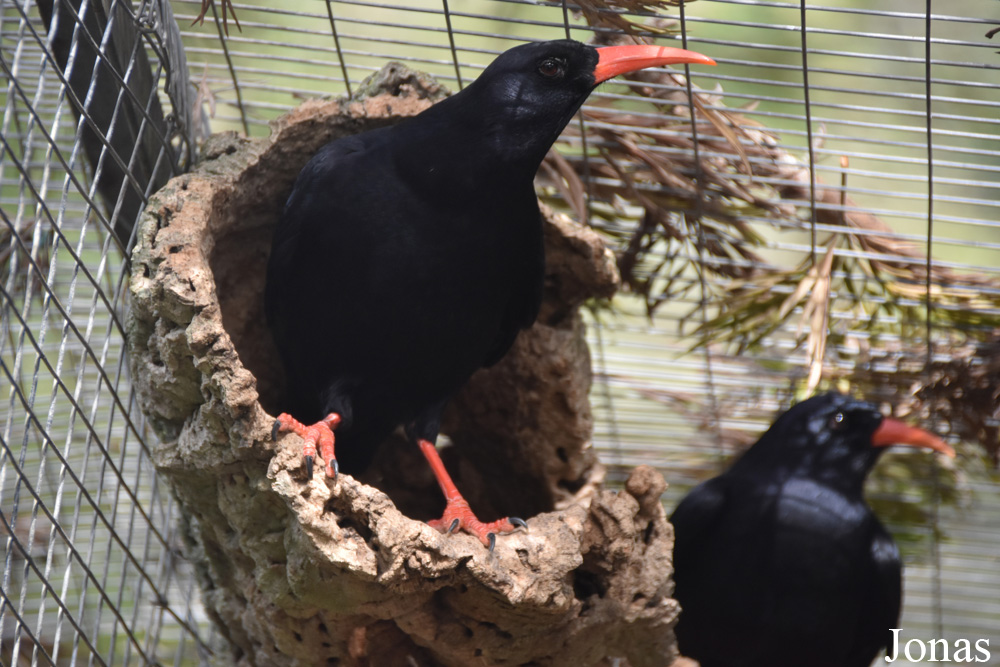 Pyrrhocorax pyrrhocorax