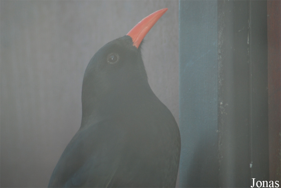Pyrrhocorax pyrrhocorax