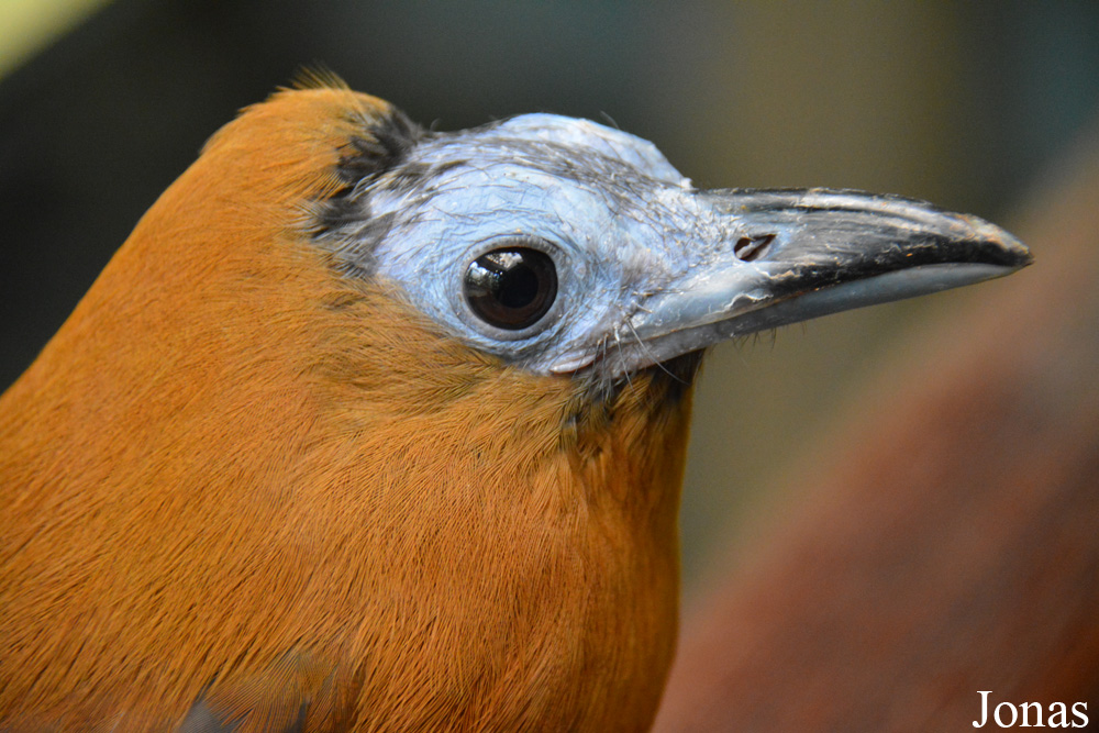 Perissocephalus tricolor