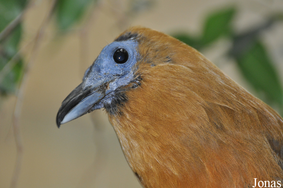 Perissocephalus tricolor