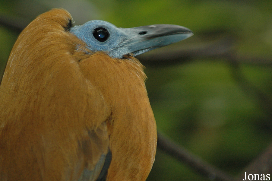 Perissocephalus tricolor