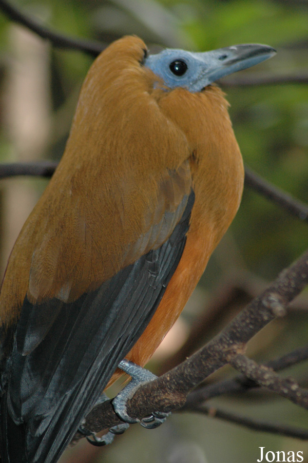 Perissocephalus tricolor