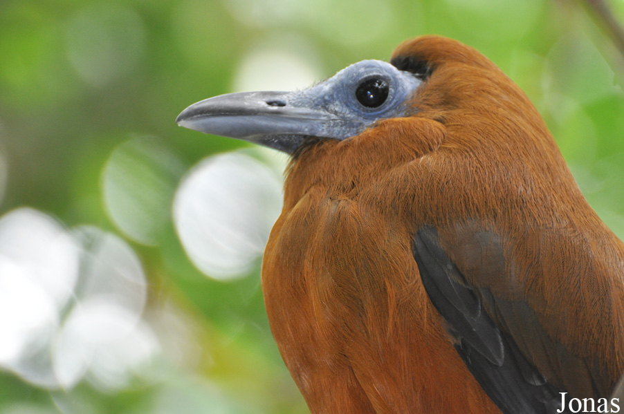 Perissocephalus tricolor