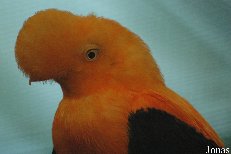Rupicola peruvianus aequatorialis