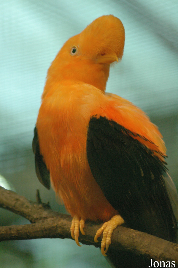 Rupicola peruvianus aequatorialis