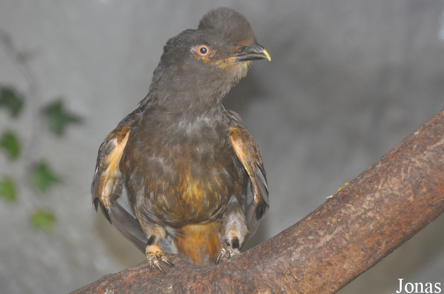 Rupicola rupicola