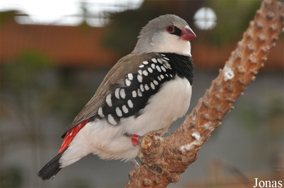 Stagonopleura guttata