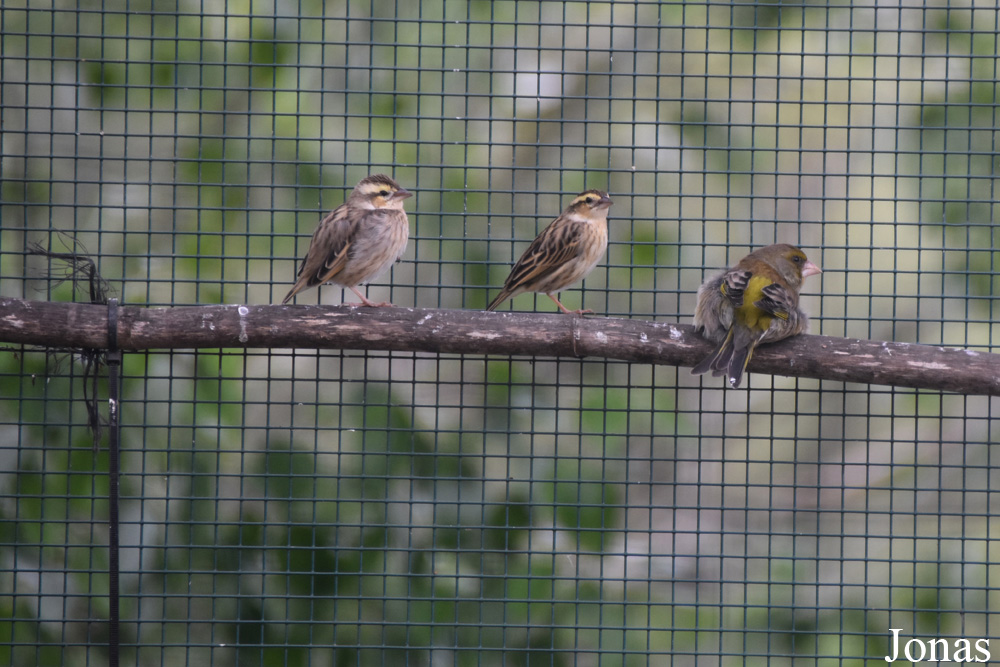 Chloris chloris