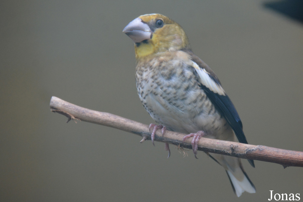 Coccothraustes coccothraustes