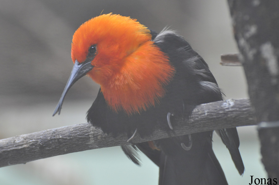 Amblyramphus holosericeus