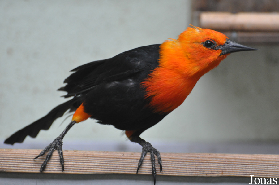 Amblyramphus holosericeus