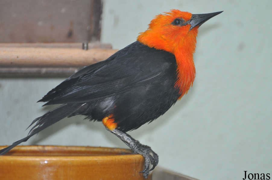 Amblyramphus holosericeus