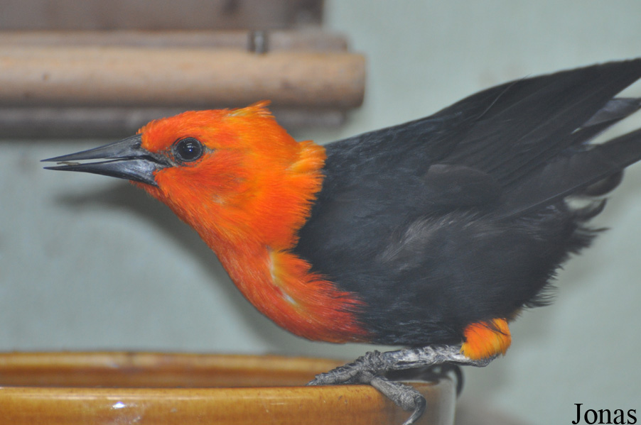 Amblyramphus holosericeus