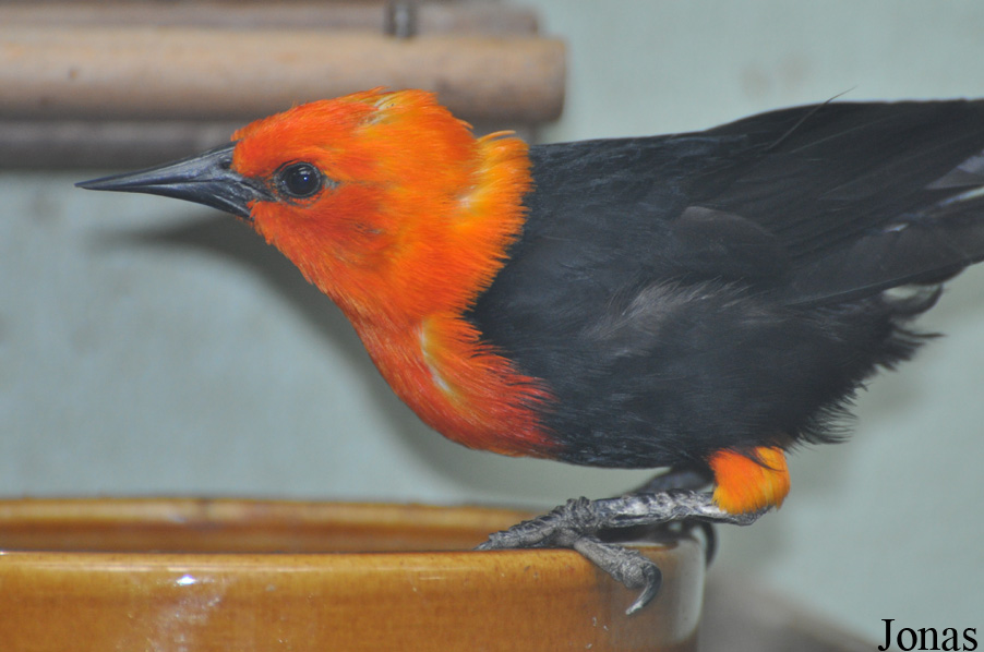 Amblyramphus holosericeus