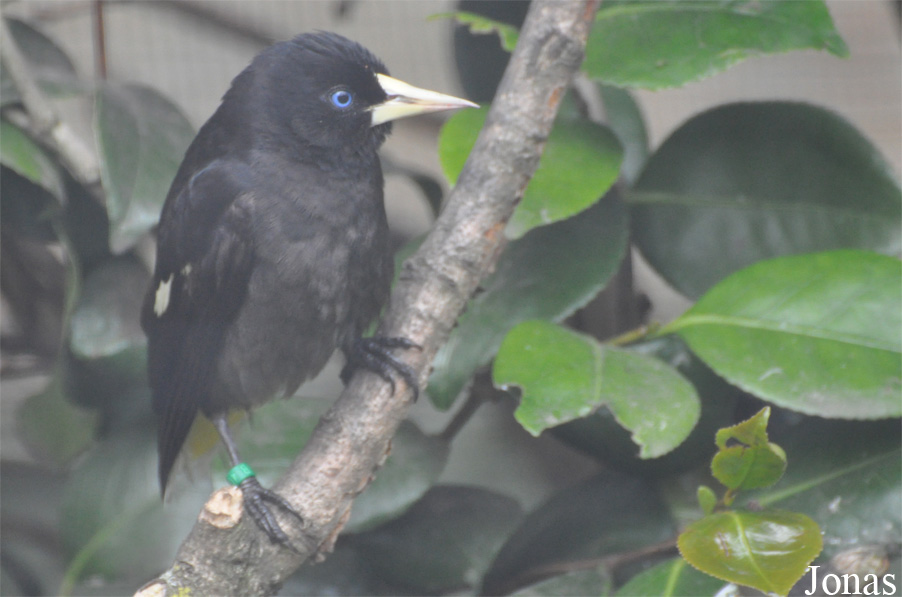 Cacicus cela