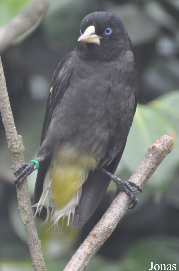 Cacicus cela