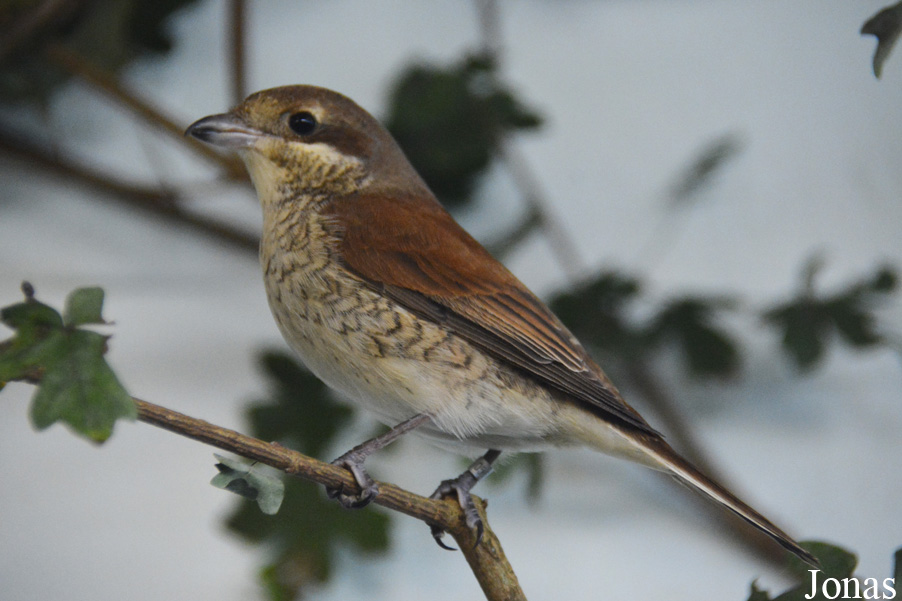Lanius collurio