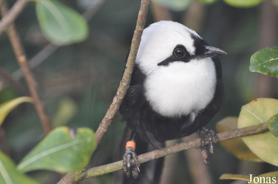 Garrulax bicolor