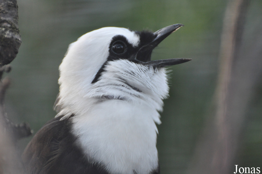 Garrulax bicolor