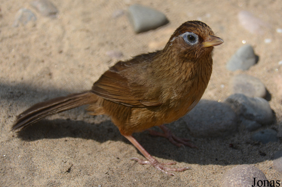 Garrulax canorus