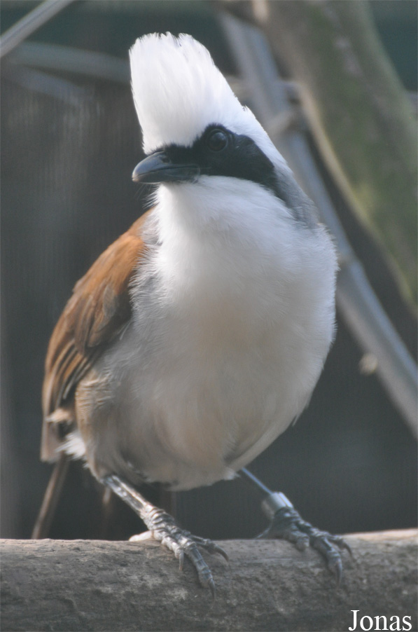 Garrulax leucolophus