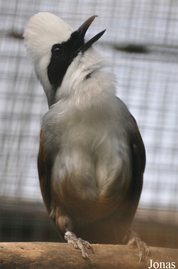 Garrulax leucolophus