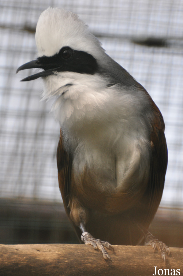 Garrulax leucolophus