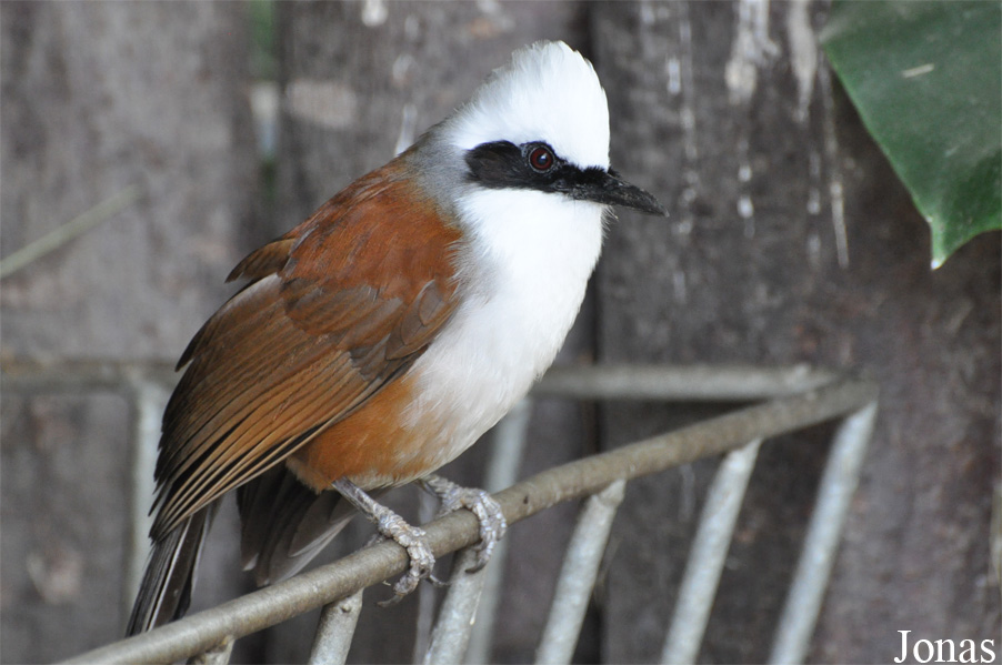 Garrulax leucolophus