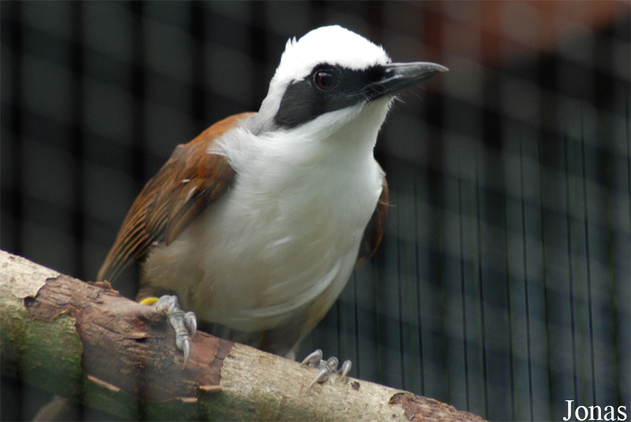 Garrulax leucolophus