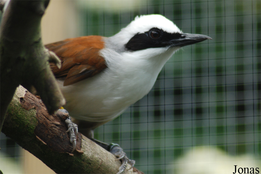 Garrulax leucolophus