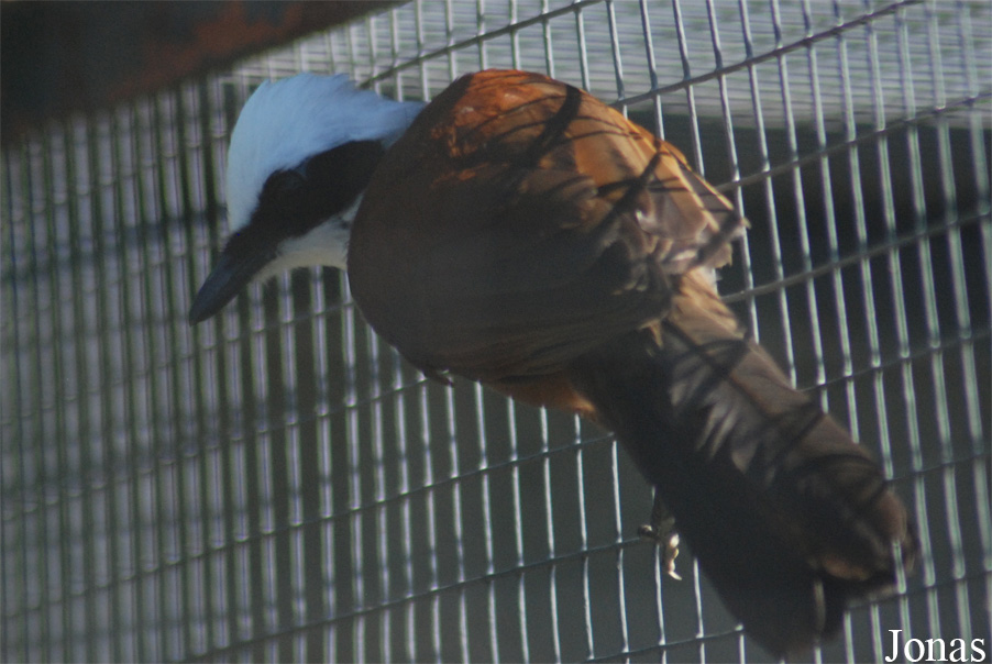 Garrulax leucolophus