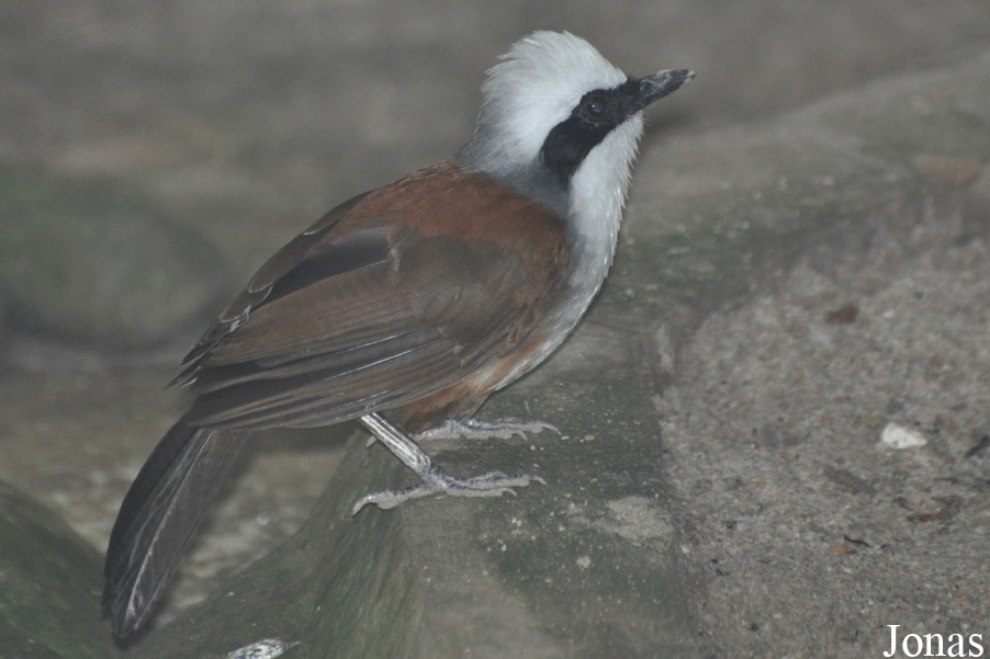 Garrulax leucolophus