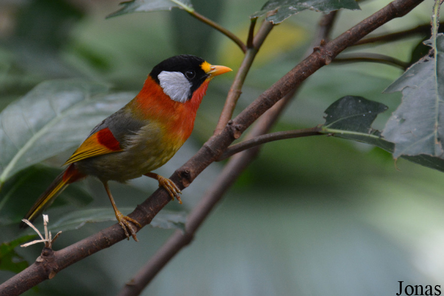 Leiothrix argentauris