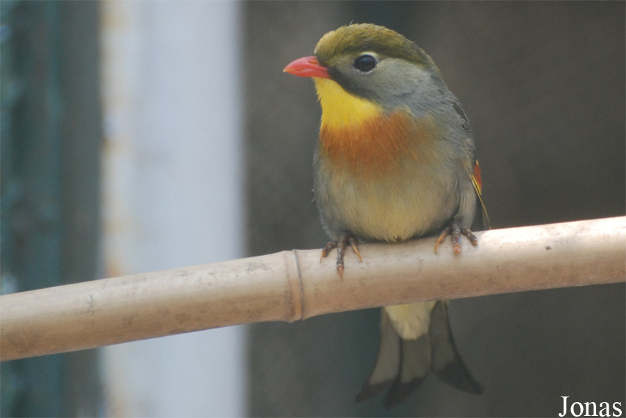 Leiothrix lutea
