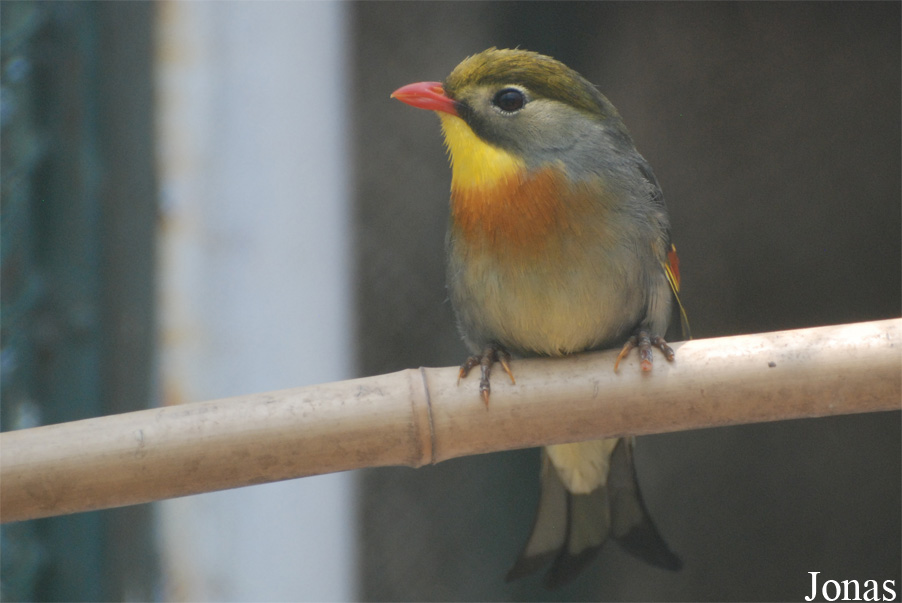 Leiothrix lutea