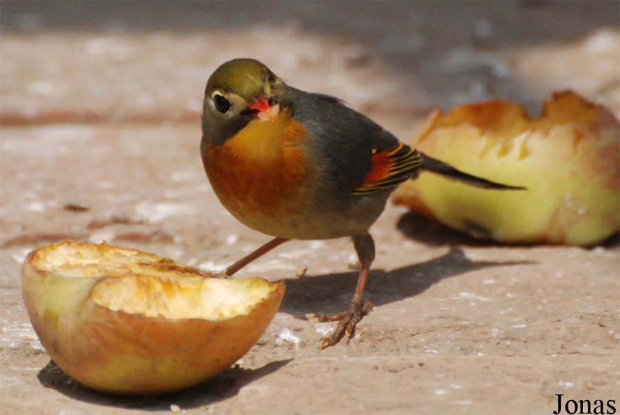 Leiothrix lutea