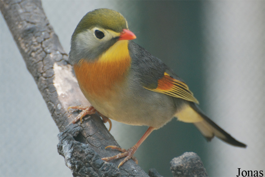 Leiothrix lutea