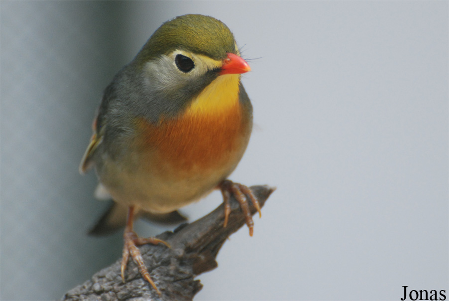 Leiothrix lutea