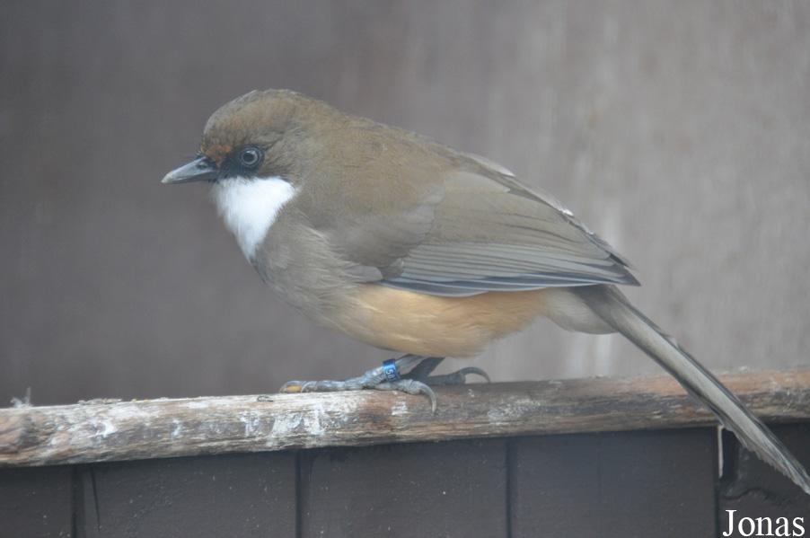Pterorhinus albogularis