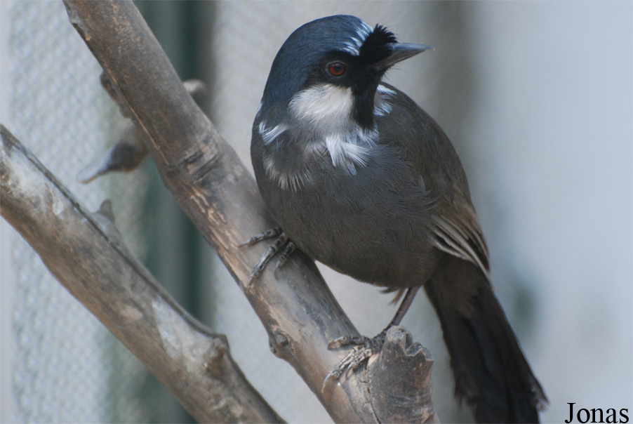 Pterorhinus chinensis