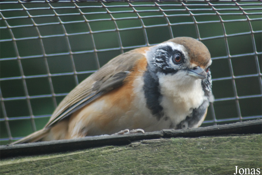 Pterorhinus pectoralis
