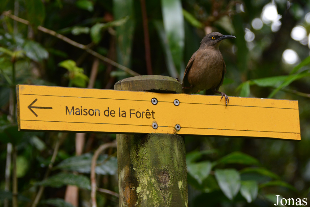 Cinclocerthia ruficauda tremula / Parc National de Guadeloupe / Visualiser dans la Galerie animalière