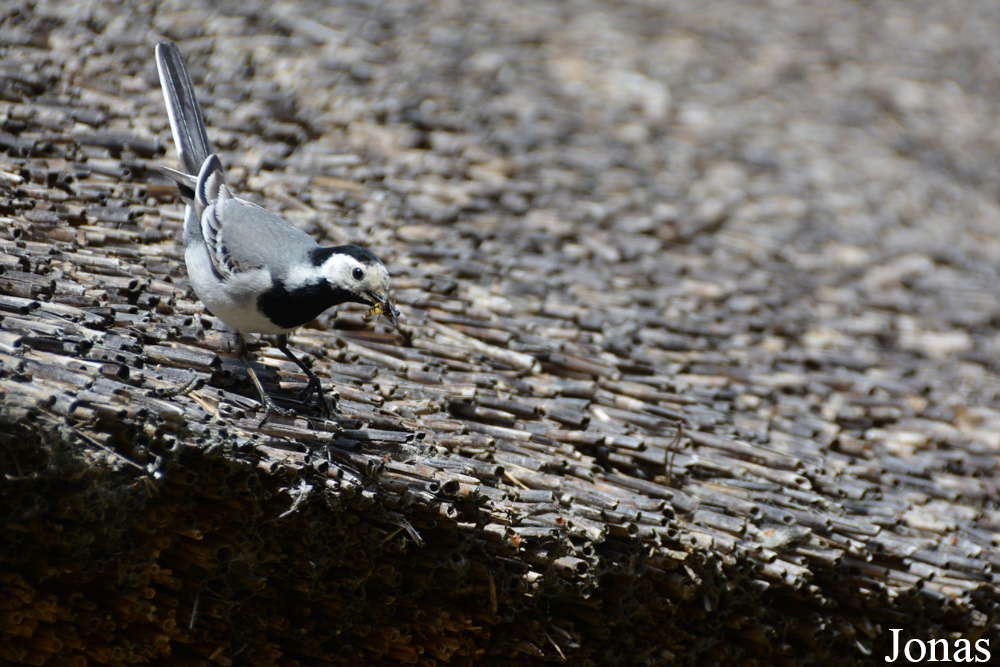 Motacilla alba alba / Eesti Vabaõhumuuseum / Visualiser dans la Galerie animalière