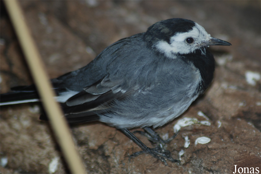 Motacilla alba alba